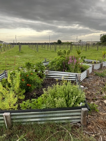 Raised garden beds at the farm at dusk