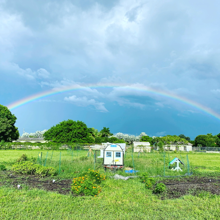 A rainbow over the farm garden beds
