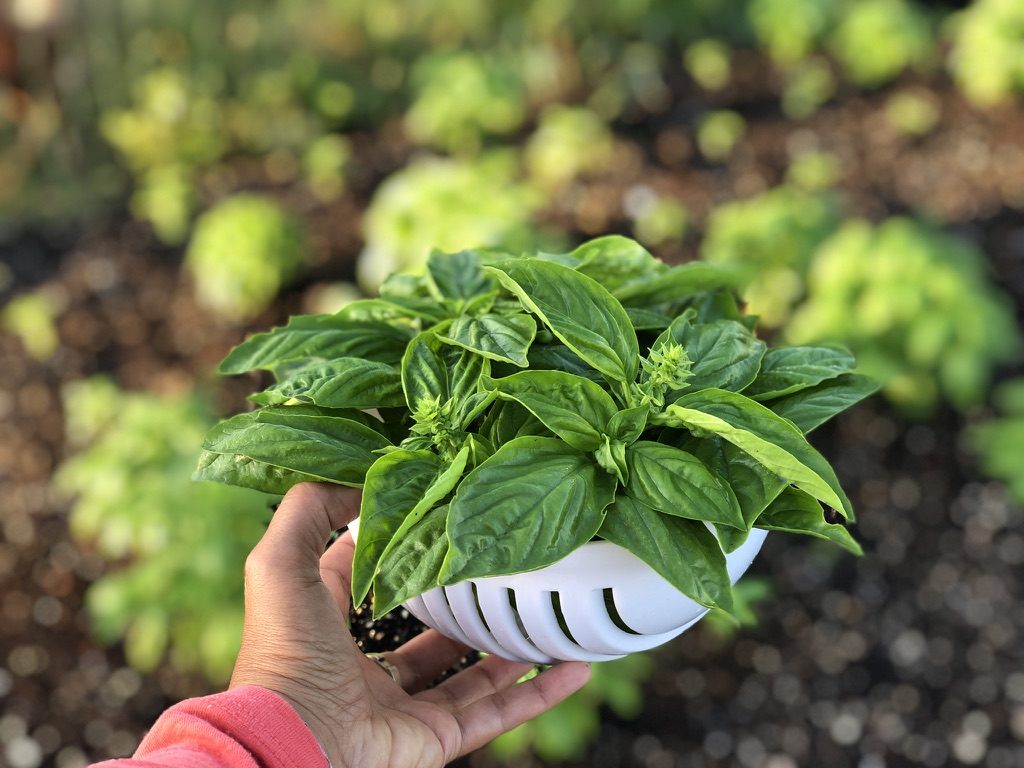 Fresh basil in a self-watering pot