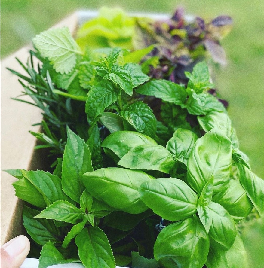 A box of freshly cut herbs — basil, mint, rosemary