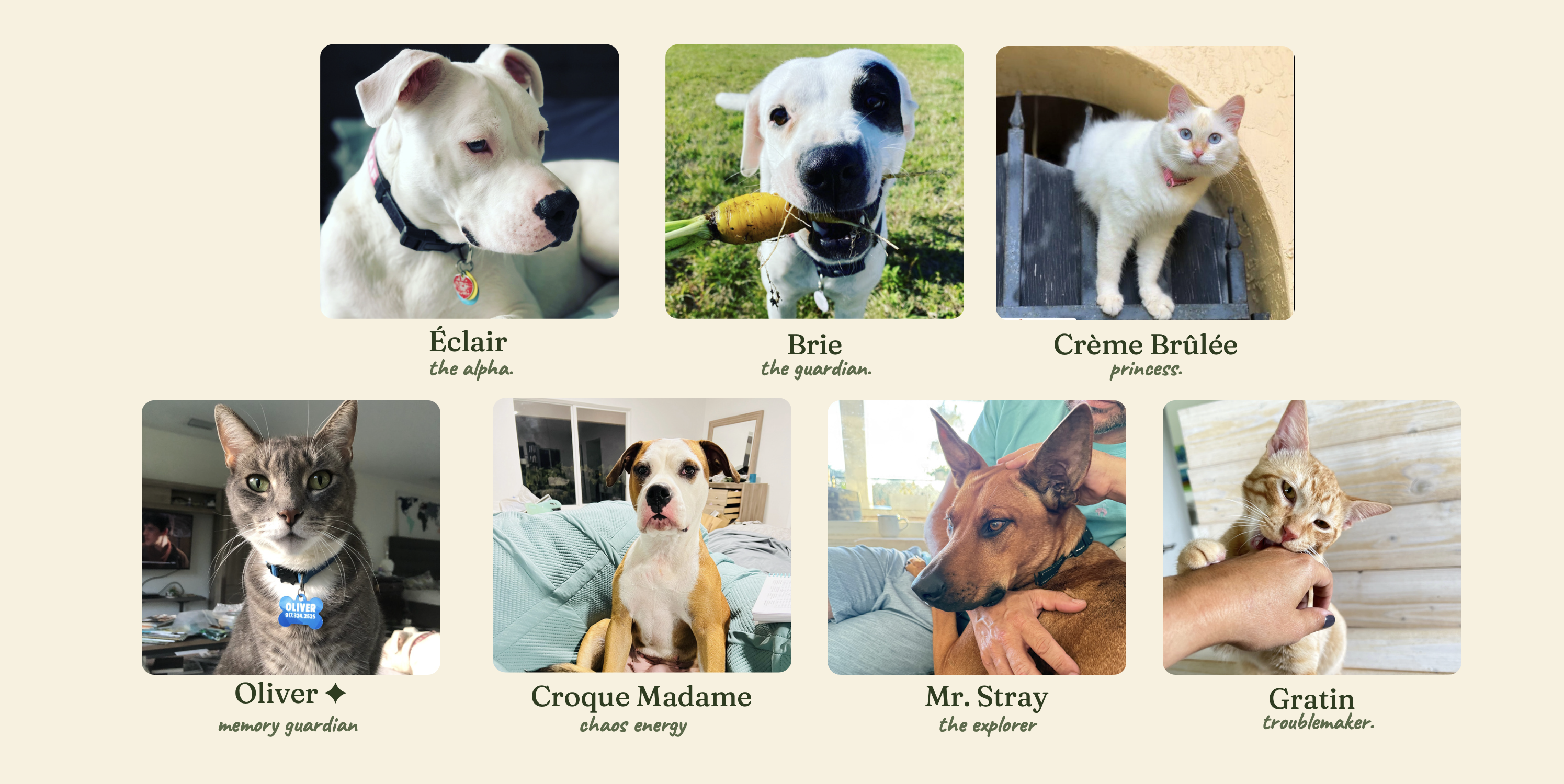 The real rescue animals behind the characters — Éclair, Brie, Crème Brûlée, Oliver, Croque Madame, Mr. Stray, and Gratin