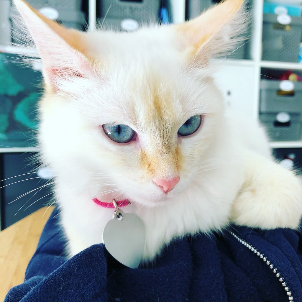 Brûlée the cat with bright blue eyes, looking calm and alert.