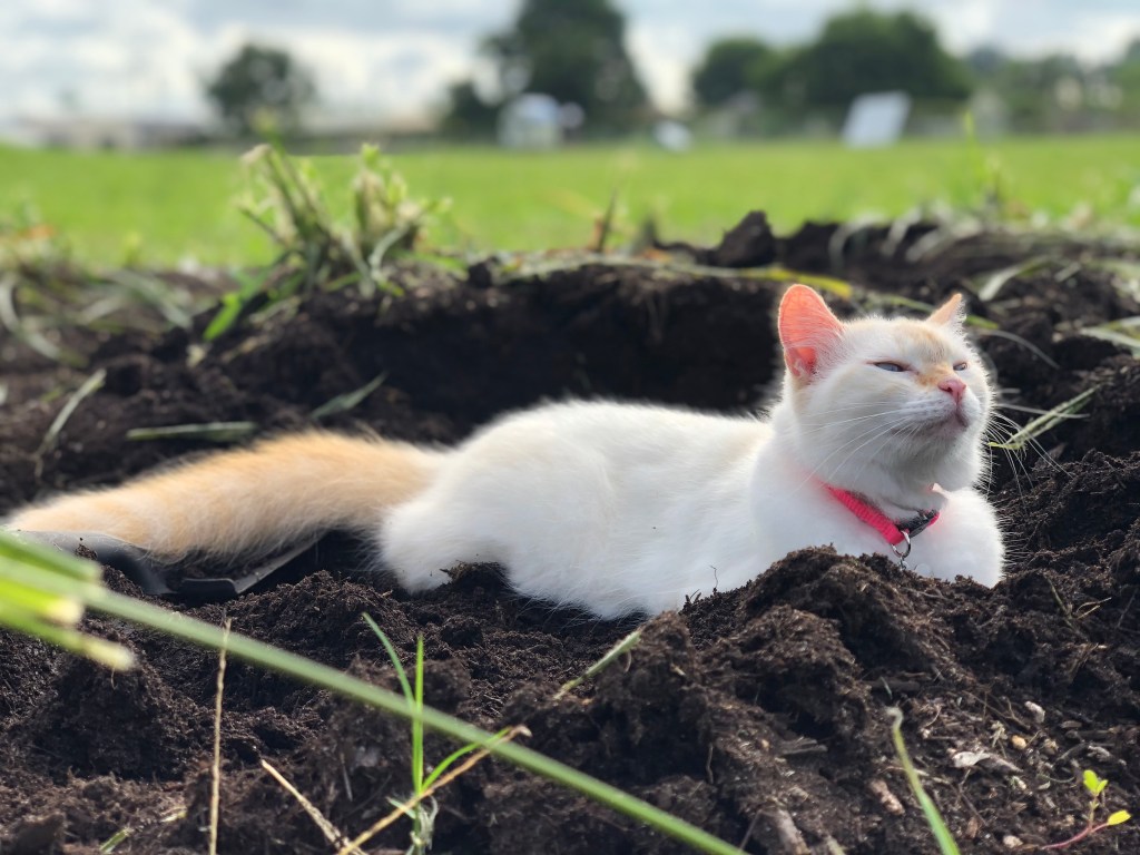 Love Never Feels Like Enough: On Pets, Regret, and the Weight of&nbsp;Caregiving