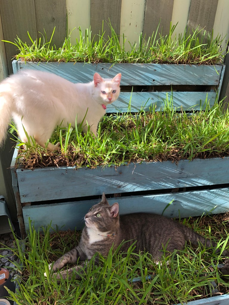 Brûlée standing in the sunlight above Oliver, both cats surrounded by green grass.