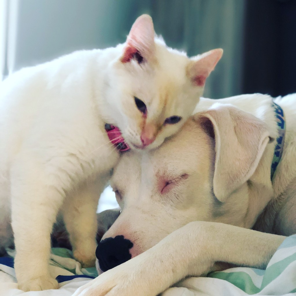 Brûlée snuggled close to her dog companion, resting together.