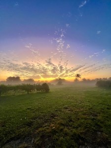 Sunrise over a misty farm field with trees and palm silhouettes in the distance.