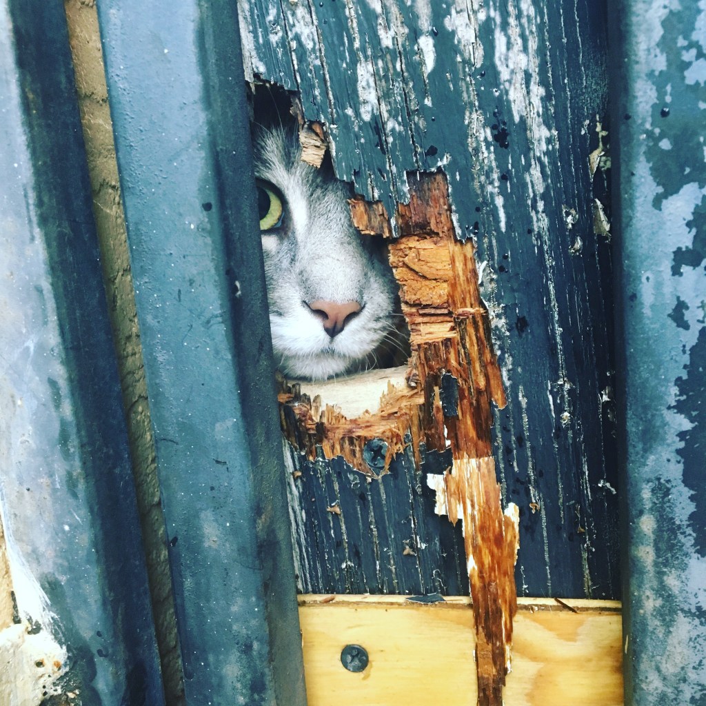 A gray and white cat peeking through a small broken opening in a weathered wooden fence, with one green eye and part of the face visible.