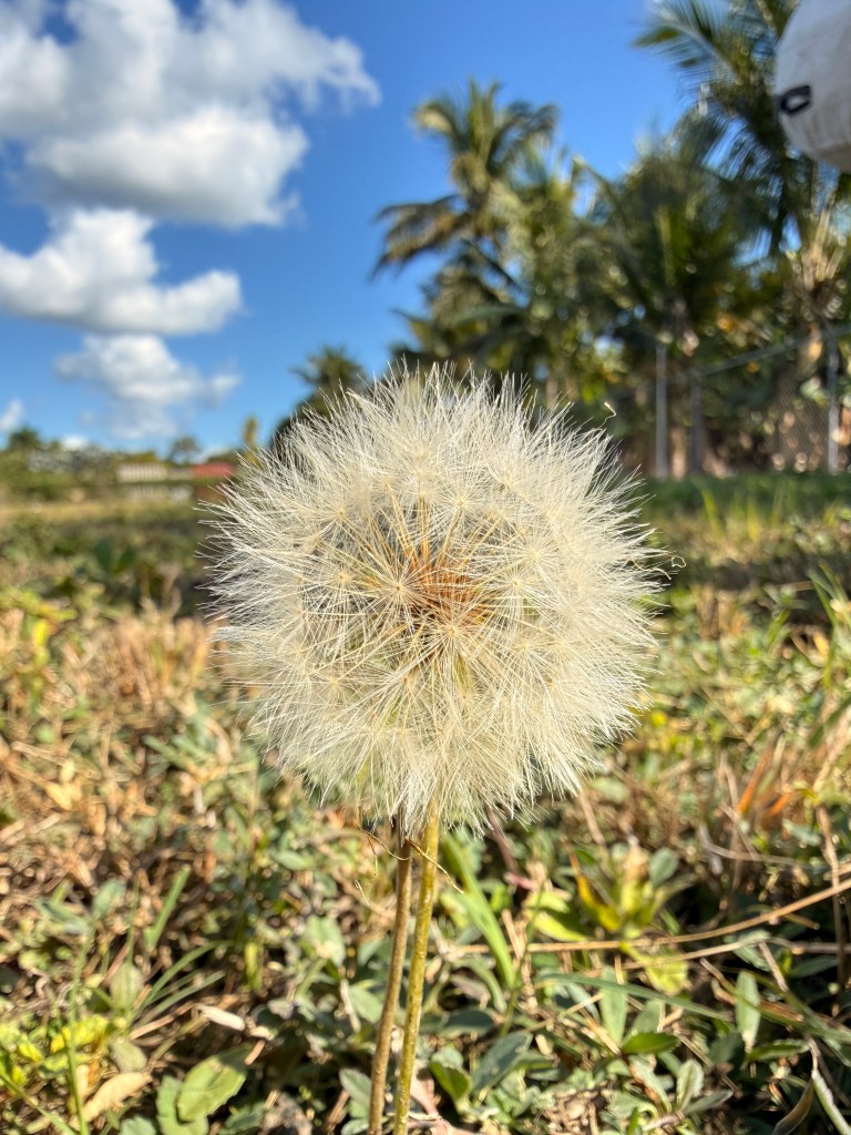 Close-up of a dandelion seed head growing in grass under a blue sky.